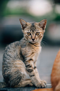 Close-up portrait of tabby cat