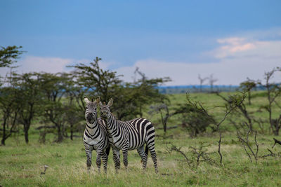 Zebra standing on field against sky