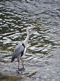 High angle view of gray heron on water