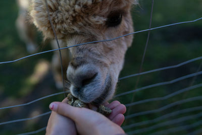 Close-up of hand holding stick