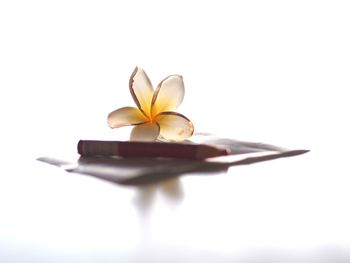 Close-up of yellow flower against white background