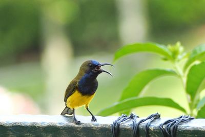 Close-up of bird perching on leaf