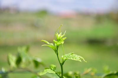 Close-up of plant growing on field