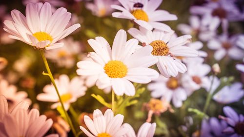 Close-up of white flowers blooming outdoors