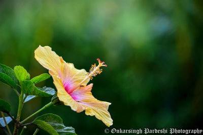 Close-up of butterfly pollinating on flower