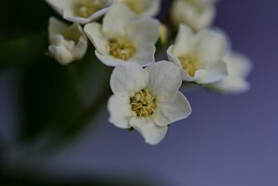 Close-up of white cherry blossom