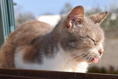 Close-up of cat yawning