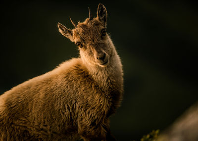 Close-up portrait of rabbit on black background