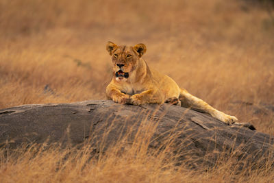 Lioness sitting on rock