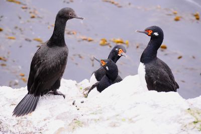 Birds perching on a land