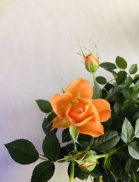 Close-up of orange rose flower
