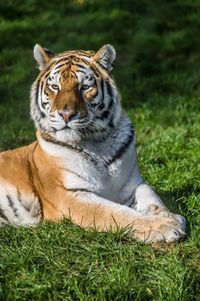 Close-up of tiger relaxing on field