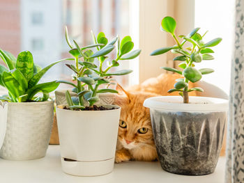 Cute ginger cat hiding on window sill among houseplants. fluffy domestic animal near succulent