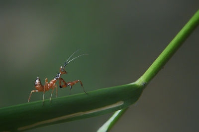 Close-up of ant on plant