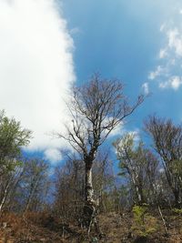 Low angle view of bare trees against cloudy sky