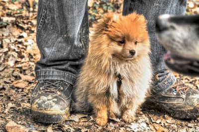 When you watch the world with love, pomeranian