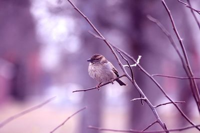 Close-up of bird perching on branch