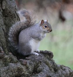 Squirrel on rock