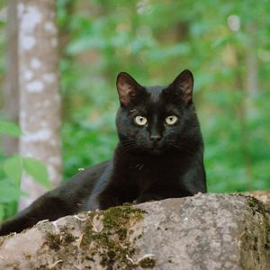 Close-up portrait of cat