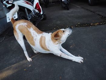 High angle view of dog lying on street