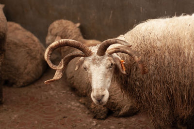 Four-horned sheep in xian market. tag in ear.