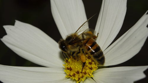 Close-up of honey bee pollinating on white flower