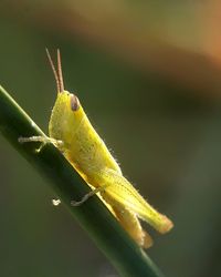 Close-up of insect on leaf