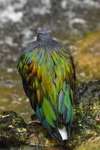 Close-up of bird perching on rock