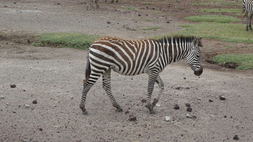 Zebra crossing on field