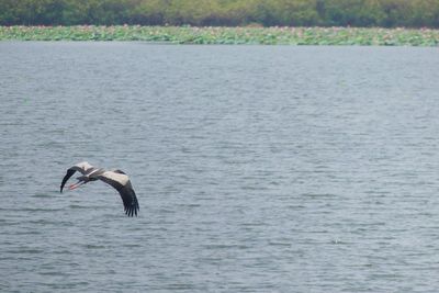 Swan on lake