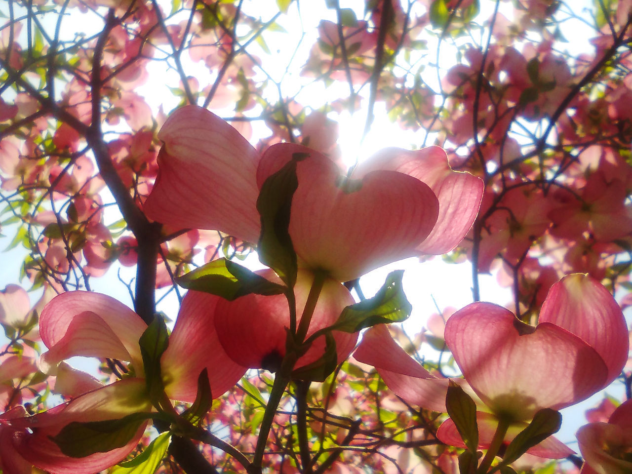 LOW ANGLE VIEW OF FLOWERING PLANT