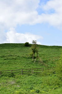 View of horse on field against sky