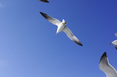 Low angle view of seagull flying in sky