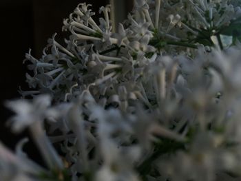 Close-up of plant