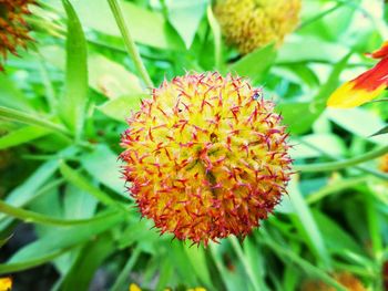 Close-up of red flowers