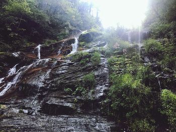 Scenic view of river amidst trees in forest