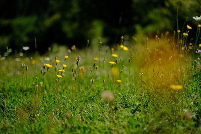 Close-up of yellow flowering plants on field