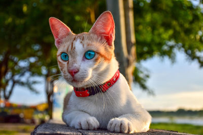 Close-up portrait of a cat