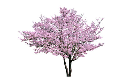 Close-up of cherry blossom against white background