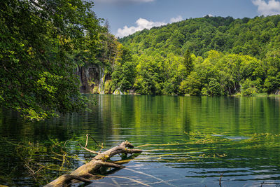 Scenic view of lake in forest