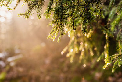 Close-up of wet pine tree