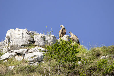 Griffon vulture in the picos de europa national park