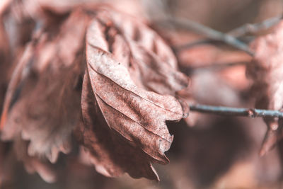 Close-up of dried leaves