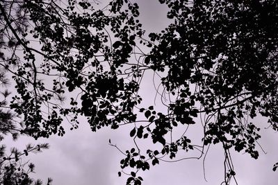 Low angle view of trees against sky