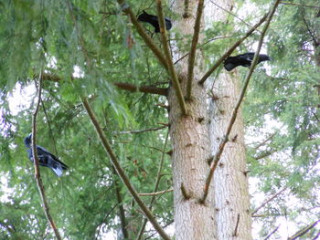 Low angle view of trees