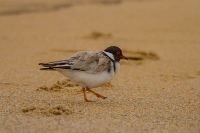 Close-up of bird perching at beach