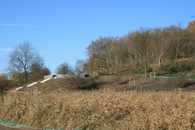 Bare trees on landscape against clear sky
