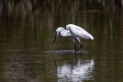 White heron in lake