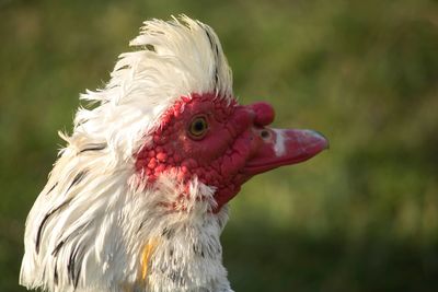 Close-up of rooster