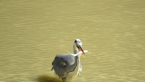 The gray heron today eats a nice fish